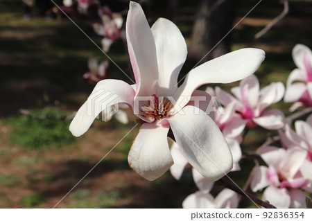 White magnolia flowers at the Kyoto Imperial Palace White magnolia flowers at the Kyoto Imperial Palace 92836354