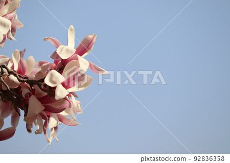 White magnolia flowers at the Kyoto Imperial Palace 92836358