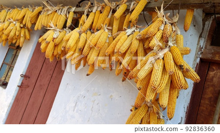 Yellow dried corn on the wall of traditional ukrainian house. 92836360