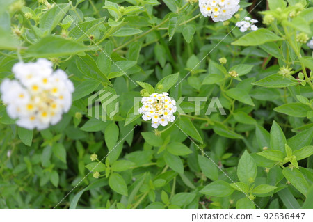 馬櫻丹屬白花 92836447