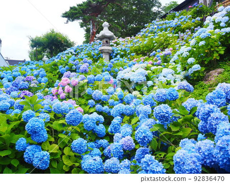 小樽紀品館舊青山別墅北海道繡球園的絕景 92836470