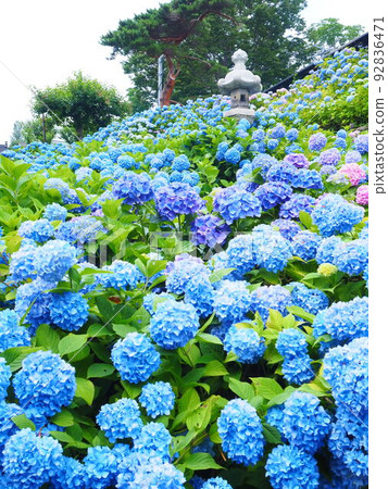 Superb view of Hokkaido Hydrangea garden at Otaru Kihinkan Former Aoyama Villa 92836471