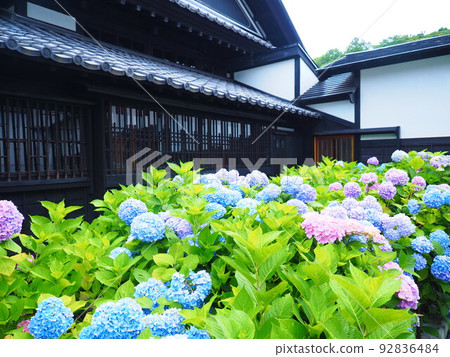 Superb view of Hokkaido Hydrangea garden at Otaru Kihinkan Former Aoyama Villa 92836484