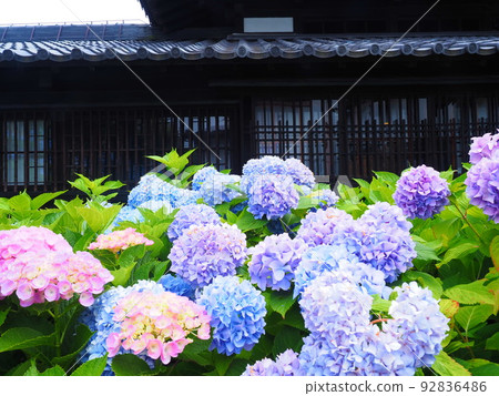 小樽紀品館舊青山別墅北海道繡球園的絕景 92836486