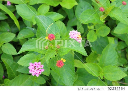 Lantana small flower 92836564