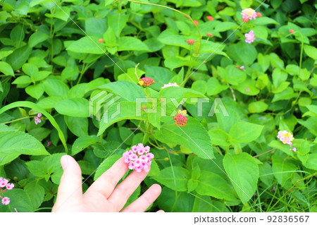 Lantana small flower hand 92836567
