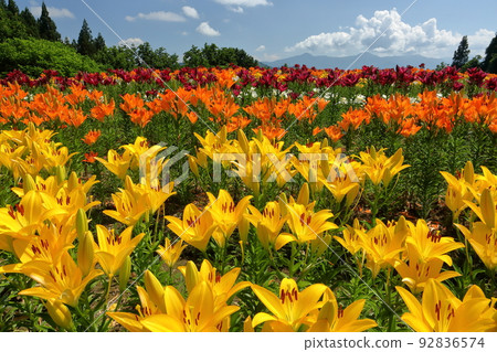 Horinouchi, Uonuma City, Niigata Prefecture Tsukioka Park Hana Hiroba, where colorful Uonuma lilies bloom and the view of Mt. 92836574
