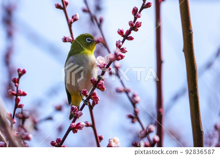 白眼在粉紅色的梅花上放鬆@大阪 92836587