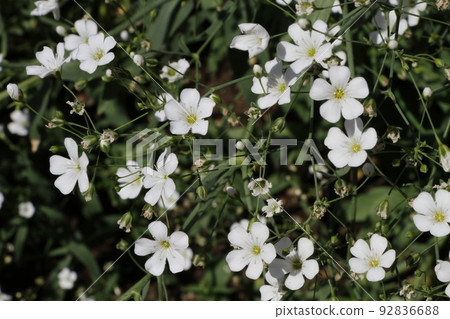 成簇生長的白色小花 成簇生長的白色小花 92836688