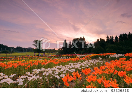 Horinouchi, Uonuma City, Niigata Prefecture The flower beds and the sunset sky of Tsukioka Park Flower Square where colorful Uonuma lilies bloom 92836818