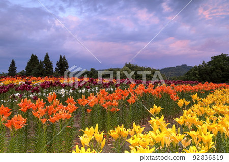 Horinouchi, Uonuma City, Niigata Prefecture The flower beds and the sunset sky of Tsukioka Park Flower Square where colorful Uonuma lilies bloom 92836819