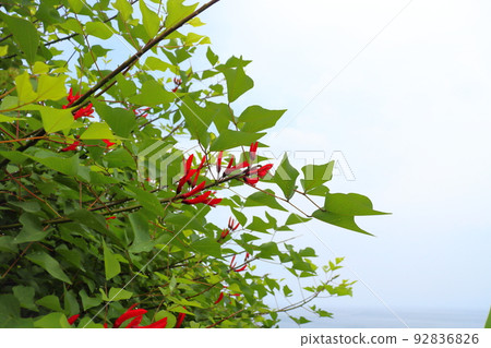 雨後的珊瑚植物,紅色的花朵,多雲的天空 雨後的珊瑚植物,紅色的花朵,多雲的天空 92836826