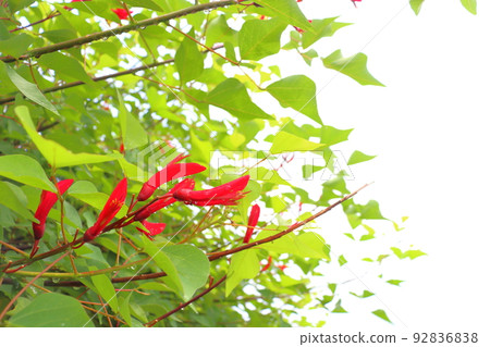 雨後珊瑚植物紅花 92836838