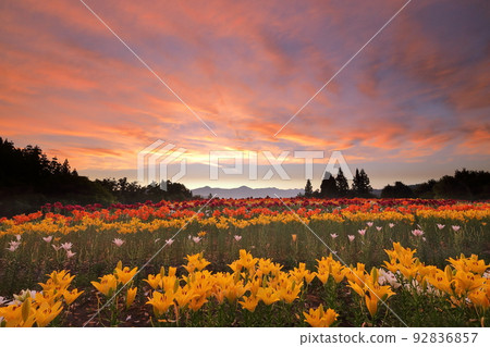 Horinouchi, Uonuma City, Niigata Prefecture, Tsukioka Park Flower Square with colorful Uonuma lilies blooming, and the sunrise view of Mt. Gongendo in the background 92836857
