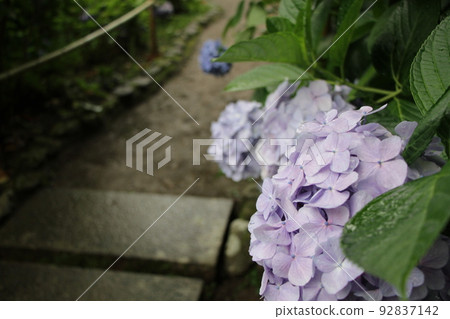 有盛開的繡球花的日本花園 有盛開的繡球花的日本花園 92837142