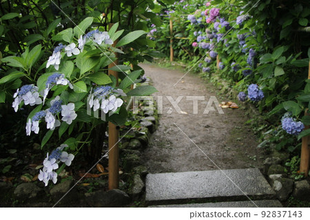 有盛開的繡球花的日本花園 有盛開的繡球花的日本花園 92837143
