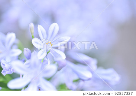 Agapanthus  Agapanthus 92837327