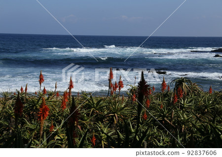 Aloe Festival Aloe Festival 92837606