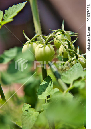 Home garden Home garden 92837688