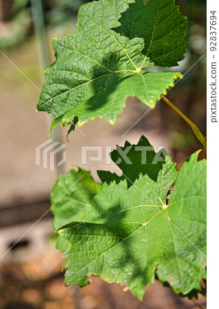 Home garden Home garden 92837694