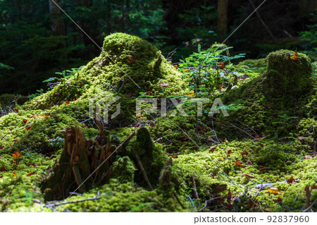 長野著名的紅葉勝地、苔蘚和通往白駒池的原始森林 92837960