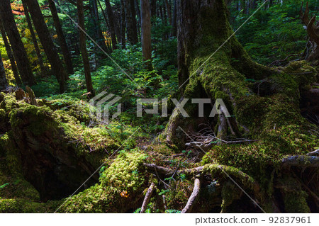 Nagano's popular autumn foliage spot, moss and virgin forest leading to Shirokoma Pond 92837961