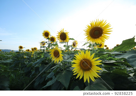 Sunflower 3203 92838225
