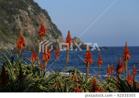 下田蘆薈節 92838305