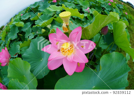 蜜蜂和蓮花 91023 92839112