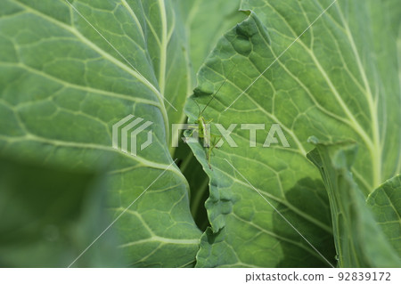Katydid larva eating cabbage leaves 92839172