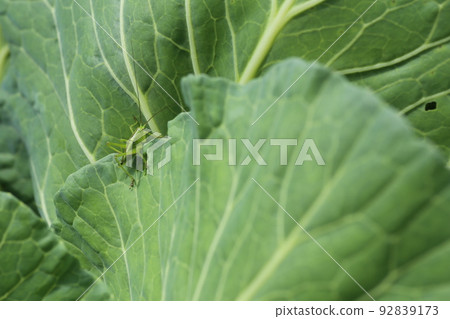 吃捲心菜葉的螽斯幼蟲 吃捲心菜葉的螽斯幼蟲 92839173