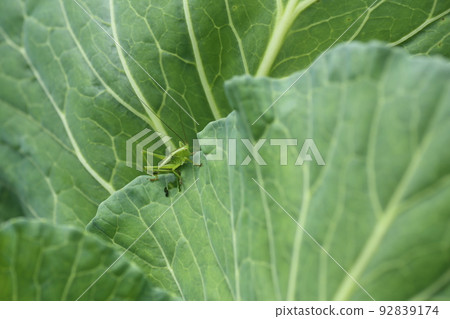 吃捲心菜葉的螽斯幼蟲 92839174