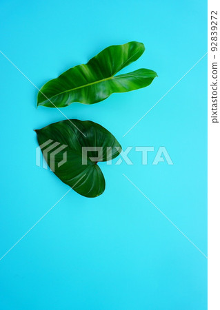 green leaf on a simple surface 92839272