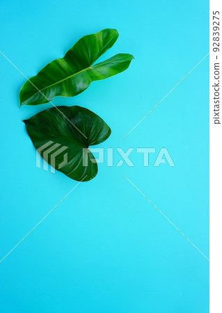 green leaf on a simple surface 92839275