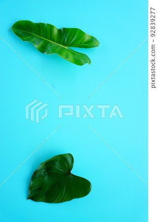 green leaf on a simple surface 92839277