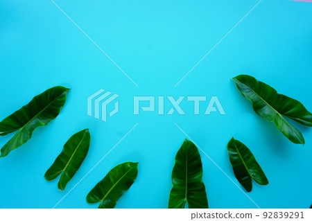 green leaf on a simple surface 92839291
