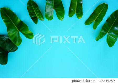 green leaf on a simple surface 92839297