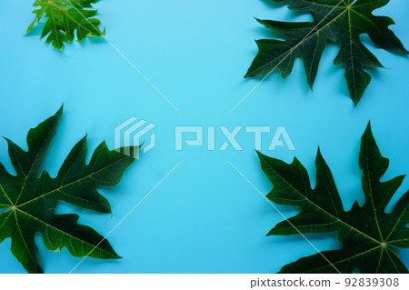 green leaf on a simple surface 92839308