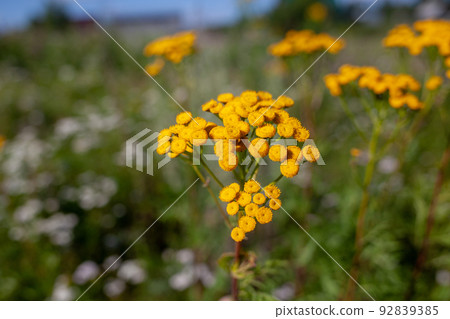 Yellow tansy flowers Tanacetum vulgare, common tansy, bitter button 92839385