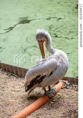 beautiful large white pelican on the shore cleans feathers in the zoo 92839417