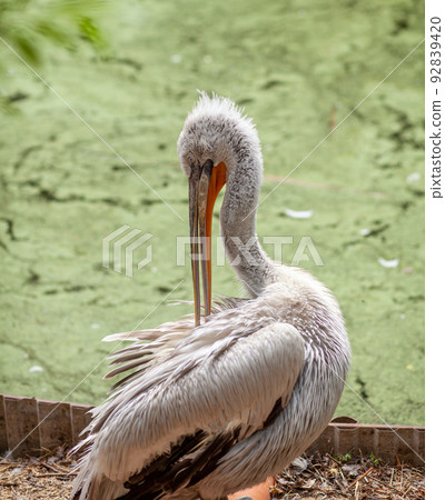 beautiful large white pelican on the shore cleans feathers in the zoo 92839420