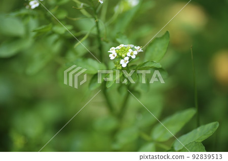 西洋菜的白花,一種多年生蕓苔科植物,生長在清澈的溪流中 西洋菜的白花,一種多年生蕓苔科植物,生長在清澈的溪流中 92839513