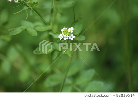 White flowers of watercress, a brassicaceae perennial that grows in clear streams 92839514