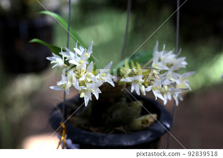 love with thai orchids love with thai orchids 92839518