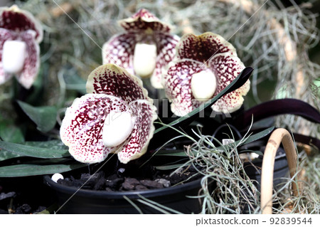 love with thai orchids 92839544