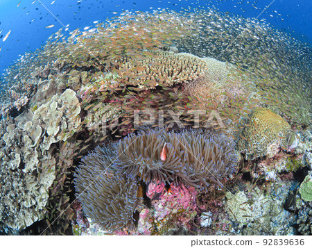 伊善島 一群海葵魚和海葵魚 92839636