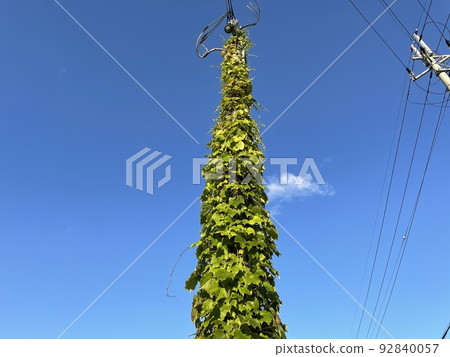 Midsummer telephone pole Midsummer telephone pole 92840057