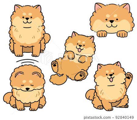 Set of brown pattern Pomeranian Set of brown pattern Pomeranian 92840149