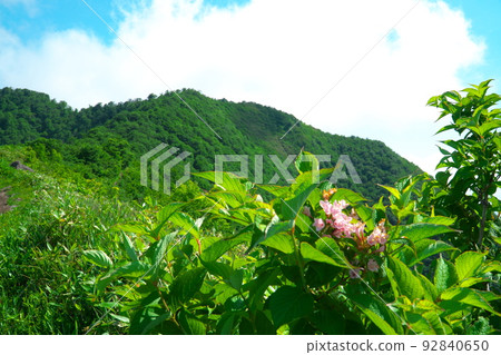 The mountain trail, the summit of Mt. Kamihiruzen, and the flowers of the weigela, Maniwa City, Okayama Prefecture 92840650