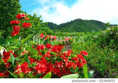 Hiruzen trail, summit of Mt. Kamihiruzen, and Yamatsutsuji flower 2 Maniwa City, Okayama Prefecture 92840653